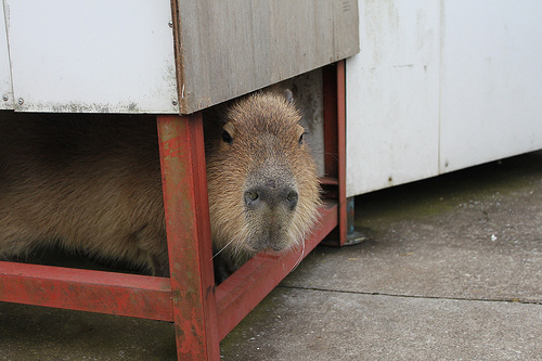 Capybara Capybara