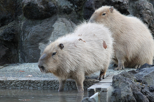 カピバラ Capybara