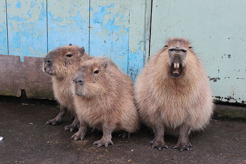 Capybara Capybara