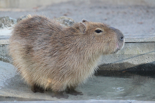 カピバラ Capybara