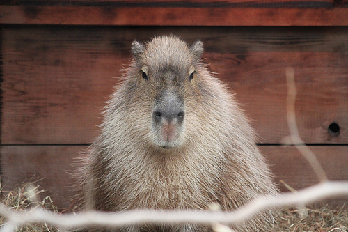 カピバラ Capybara