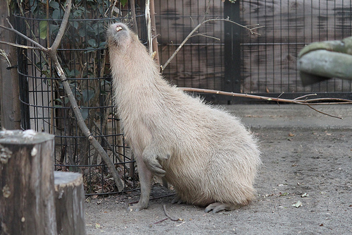 カピバラ Capybara