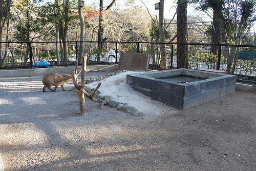 カピバラ Capybara