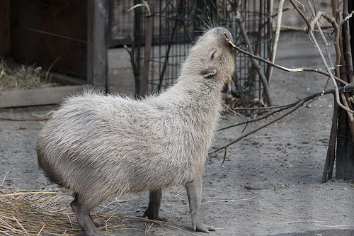 カピバラ Capybara