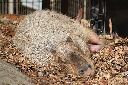 Capybara Capybara