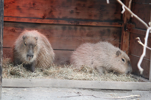 カピバラ Capybara