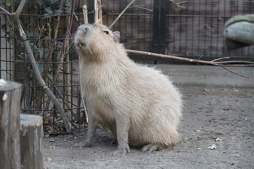 カピバラ Capybara