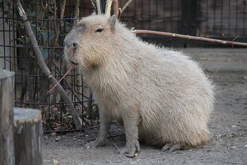 カピバラ Capybara