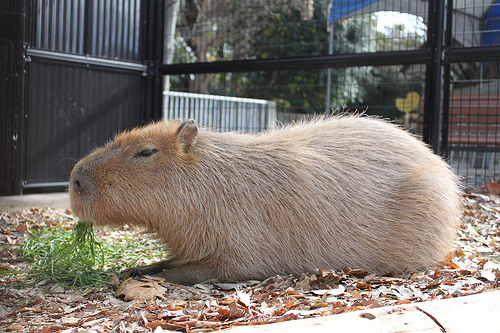 Capybara Capybara