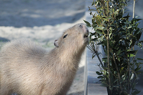 Capybara Capybara