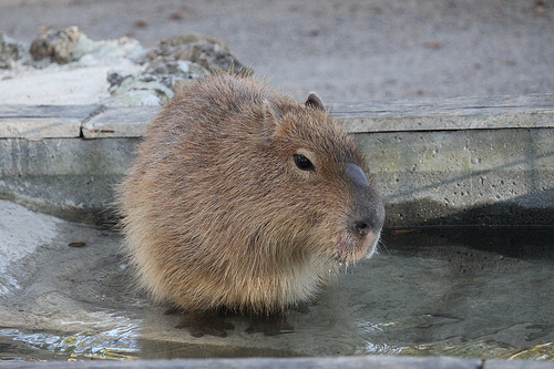 カピバラ Capybara