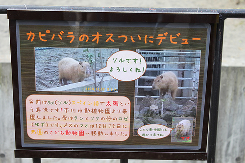 Capybara Capybara
