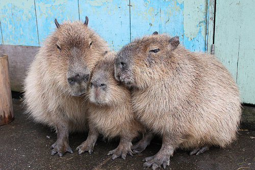 Capybara Capybara