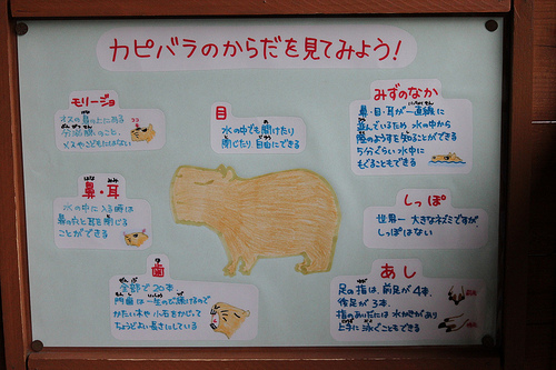 カピバラ Capybara