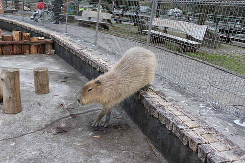 Capybara Capybara