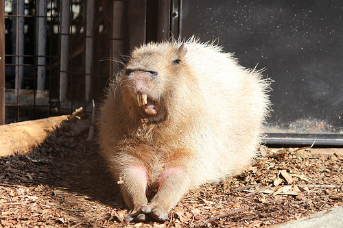 カピバラ Capybara