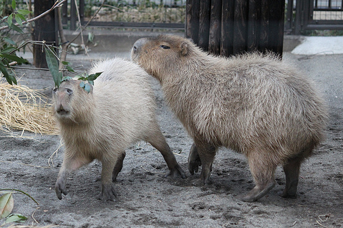 カピバラ Capybara