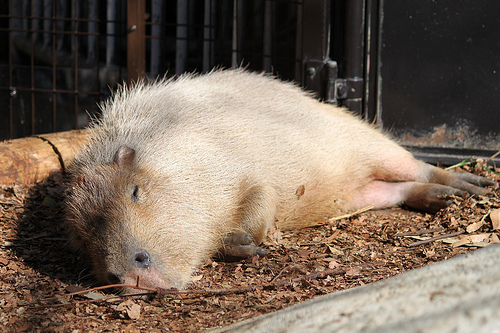 カピバラ Capybara