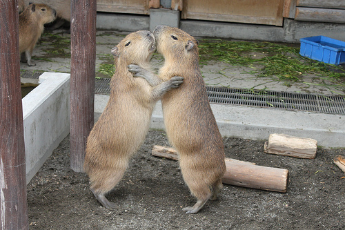Capybara Capybara