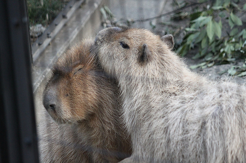 カピバラ Capybara