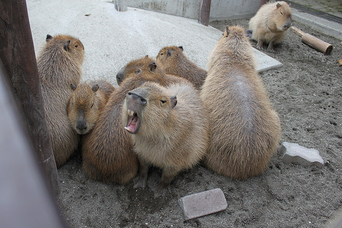 Capybara Capybara