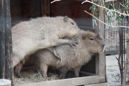 カピバラ Capybara