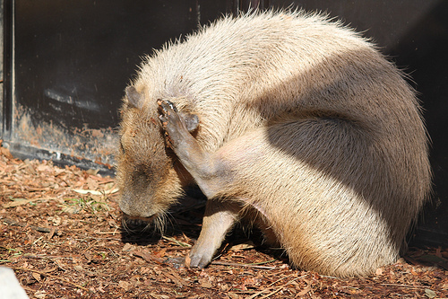 カピバラ Capybara