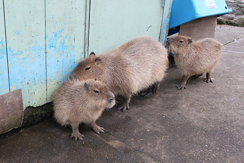 Capybara Capybara