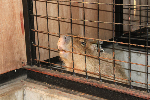 カピバラ Capybara