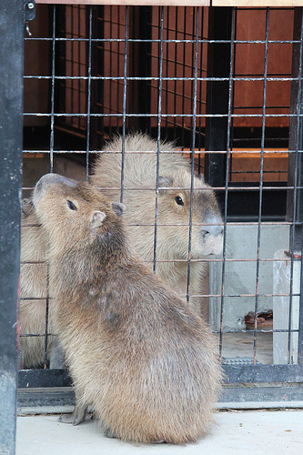 カピバラ Capybara