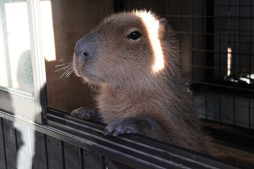 カピバラ Capybara