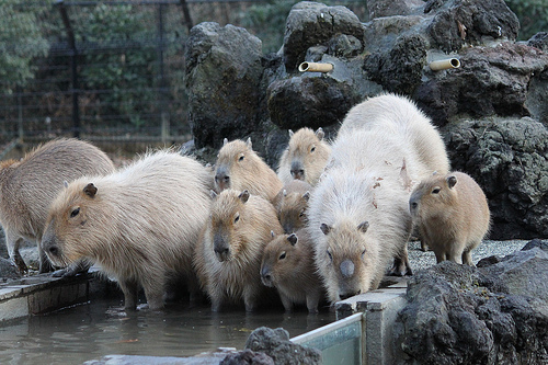 カピバラ Capybara
