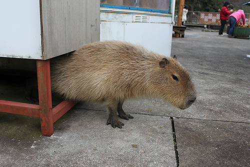 Capybara Capybara