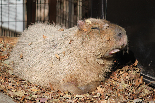 Capybara Capybara