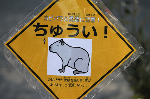 Capybara Capybara