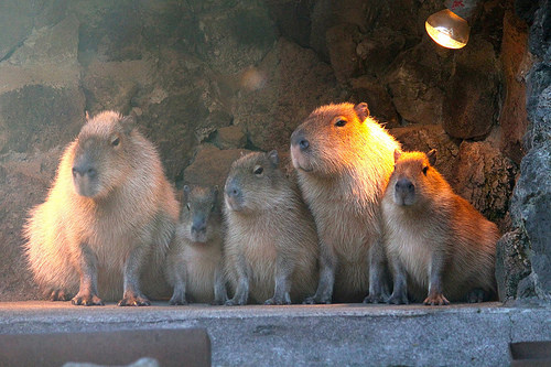 カピバラ Capybara