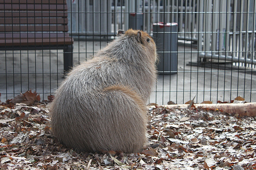 Capybara Capybara