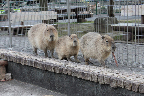 Capybara Capybara