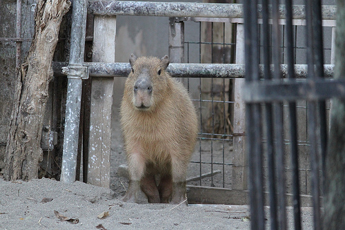 Capybara Capybara