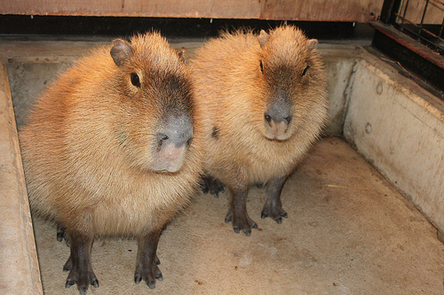 カピバラ Capybara
