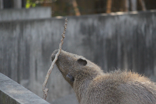 Capybara Capybara