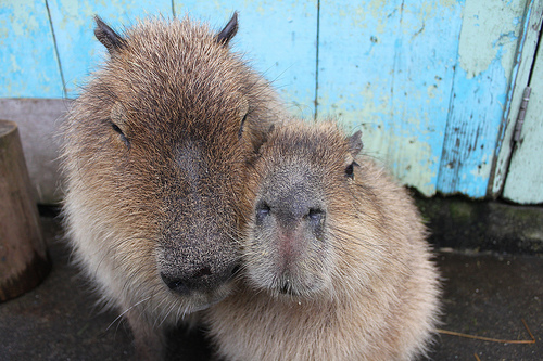 Capybara Capybara