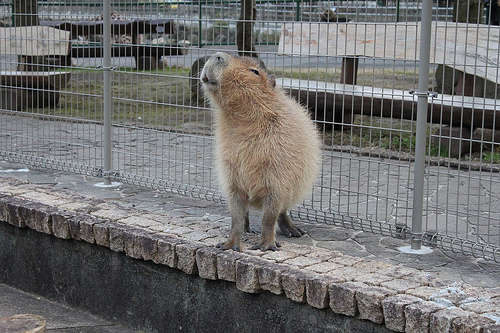 Capybara Capybara