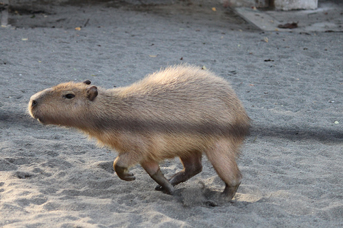 Capybara Capybara