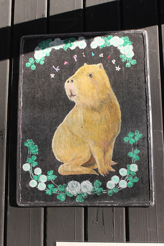 カピバラ Capybara