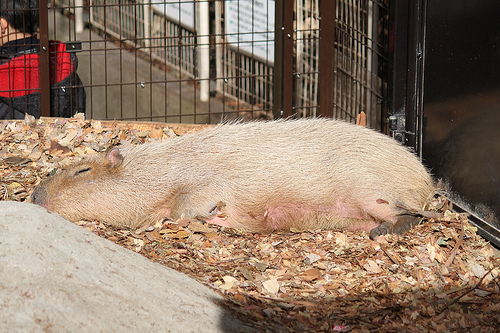 Capybara Capybara