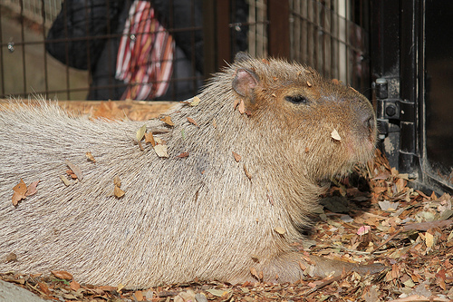 Capybara Capybara