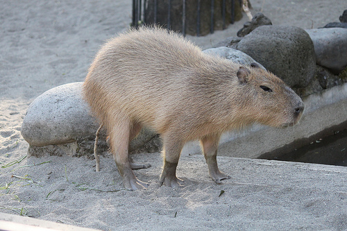 Capybara Capybara