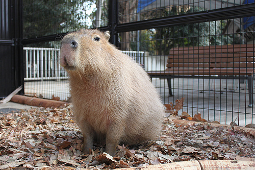 Capybara Capybara
