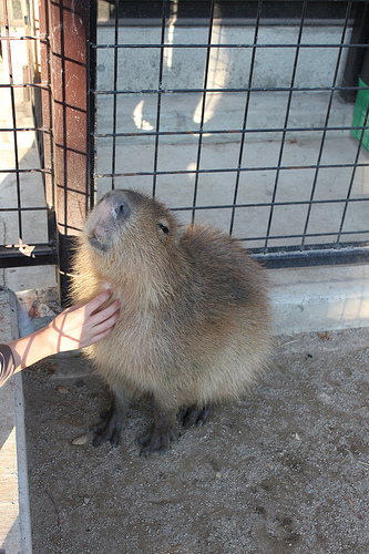 カピバラ Capybara